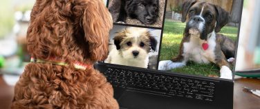 Back view of dog talking to dog friends in video conference. Group of dogs having an online meeting in video call using a laptop. Blurred and de-focused office background. Pets pretending to be human.